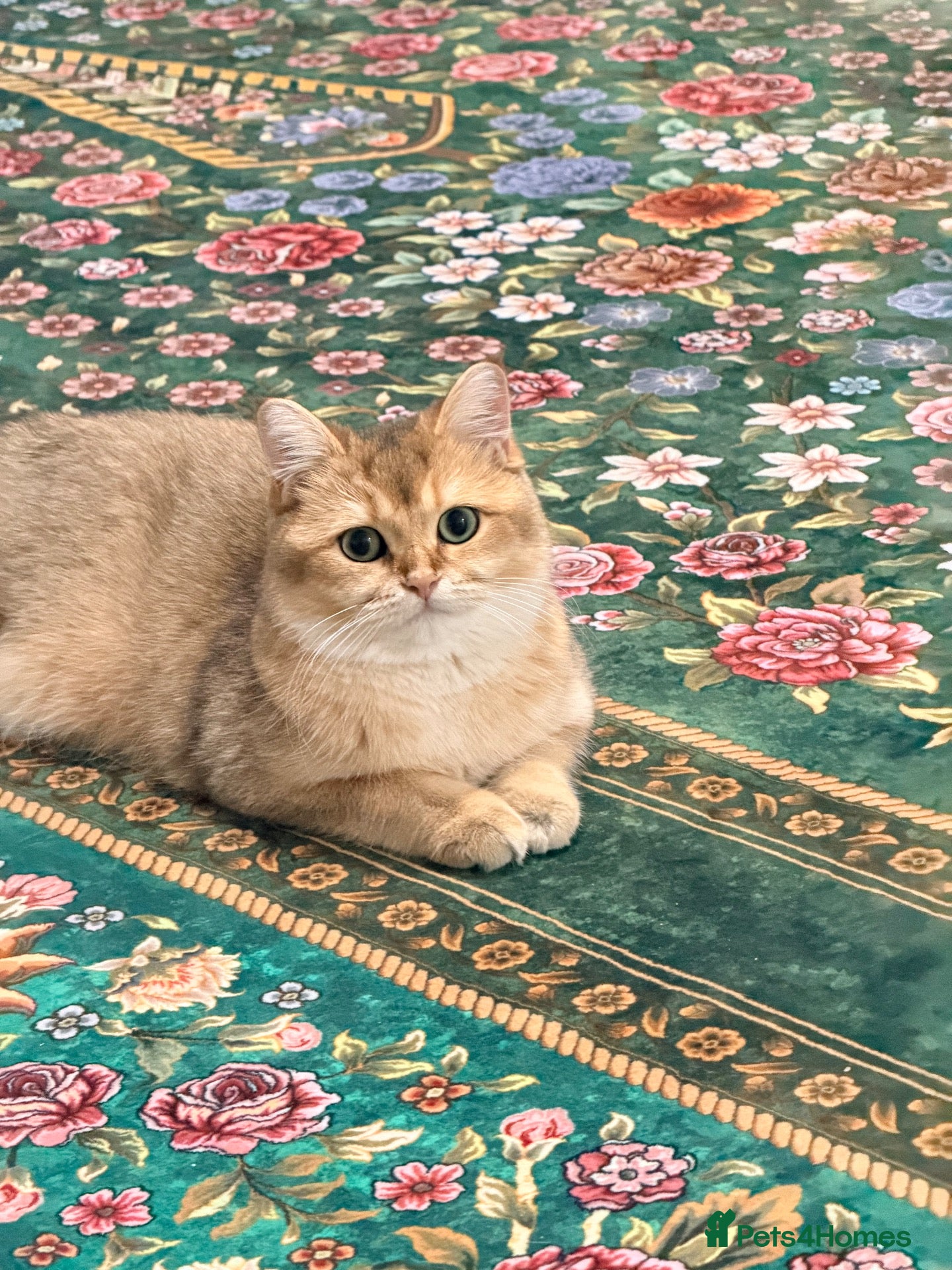 British Shorthair cats British short hair  - Advert 12