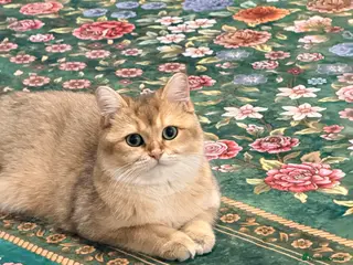 British Shorthair cats British short hair - Advert 2