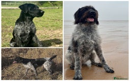 German Wirehaired Pointer dogs for sale: Liver German Wirehaired Pointer Puppy  - Image 8