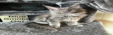 Maine Coon Kitten 6