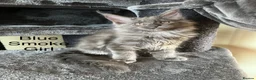 Maine Coon cats for sale: Pure Breed Maine Coon Kittens - Advert 6