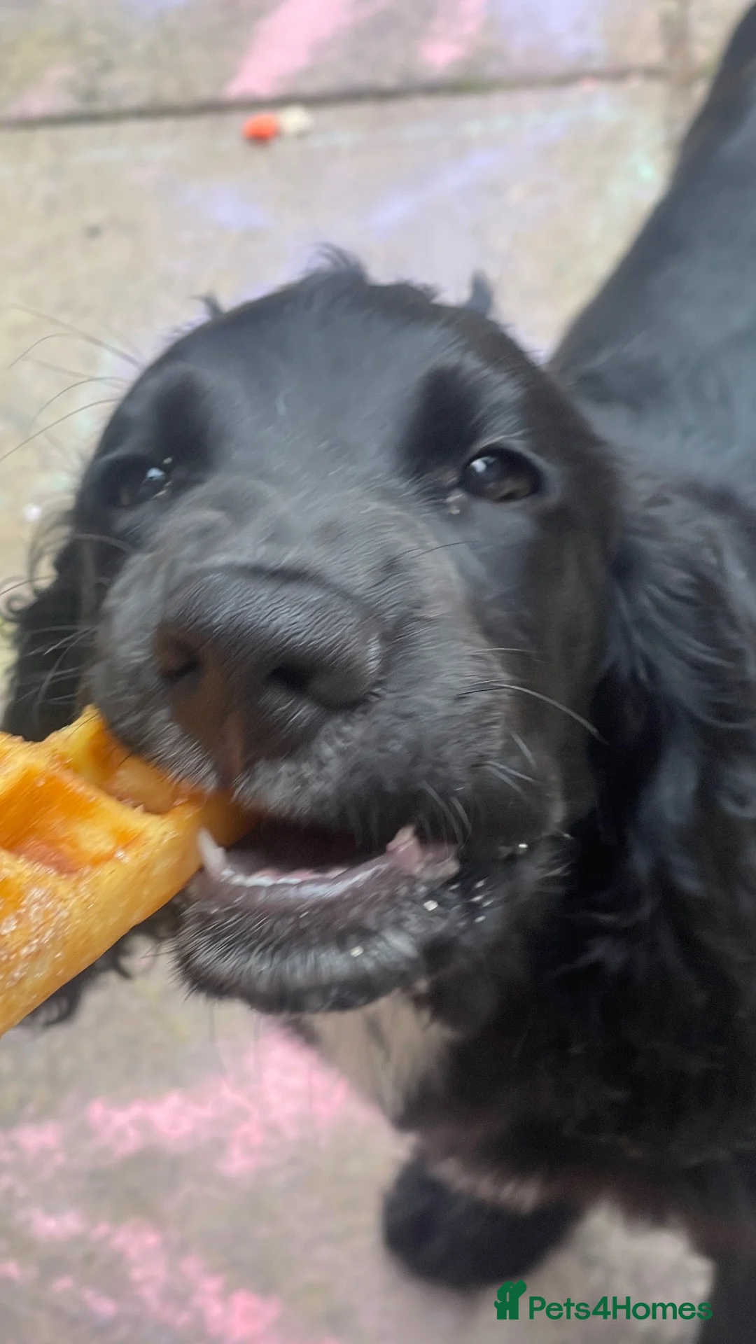 Cocker Spaniel dogs for sale: Six month old cocker spaniel  - Advert 2