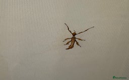 Stick Insects invertebrates for sale: Giant prickly stick insects - Box of 5 - Image 10