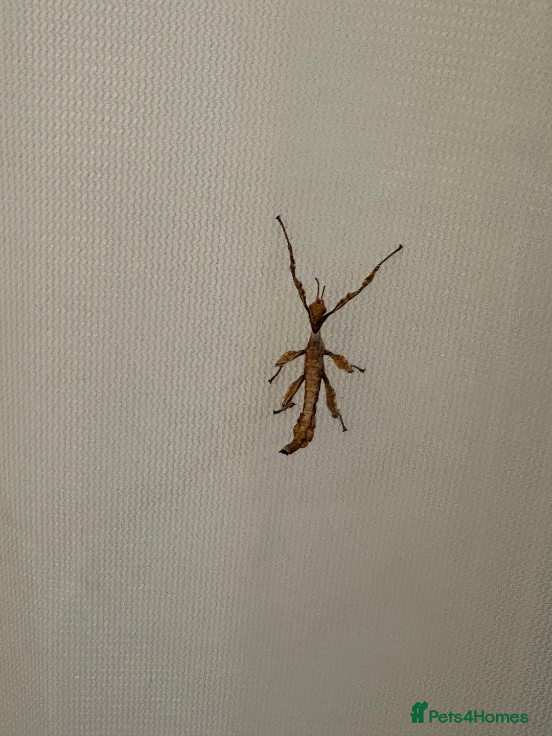 Stick Insects invertebrates for sale: Giant prickly stick insects - Box of 5 - Image 10