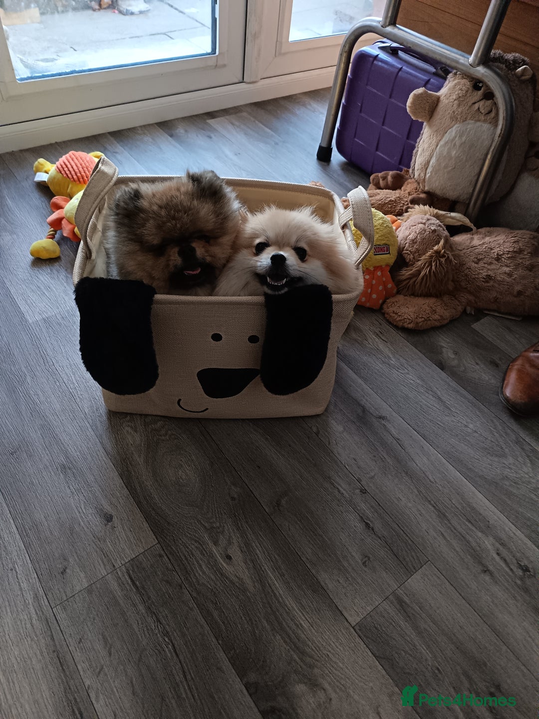 Pomeranian dogs for sale: 2 POMERANIAN PUPPIES FOR SALE - 1 girl and 1 boy - Advert 2