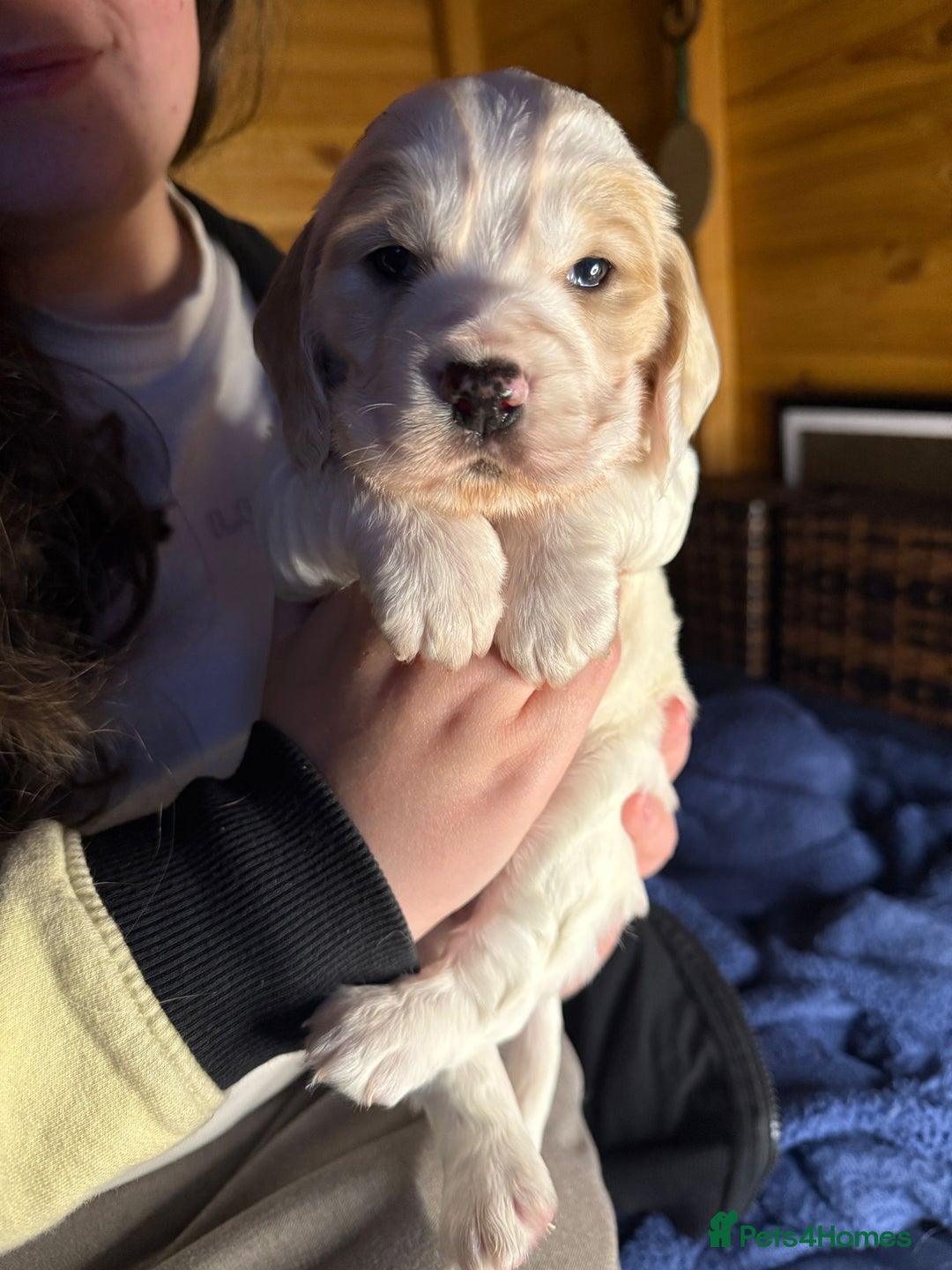 Cocker Spaniel dogs for sale: Cocker spaniel pups - Image 2