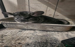 Chinchilla rodents for sale: Male Chinchilla (Can Lower Price For Right Home) - Image 1
