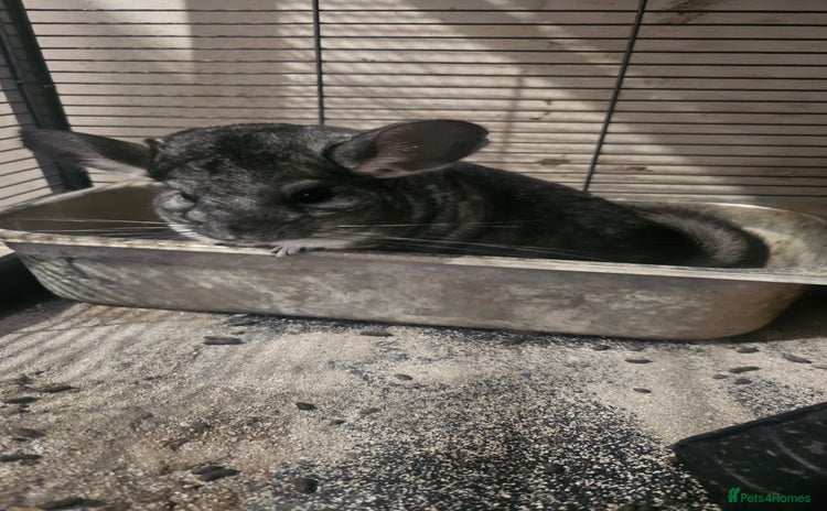 Chinchilla rodents - Advert 4