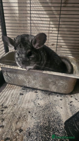 Chinchilla rodents - Advert 14