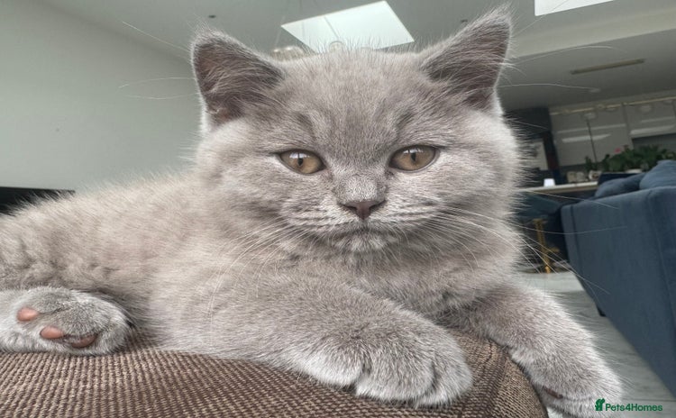 British Shorthair cats - Advert 9