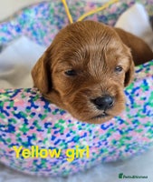 Cavapoo dogs - Advert 5