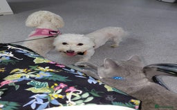 Bichon Frise dogs for adoption: ROMINA - a Beautiful Bichon Girl for a Loving Home - Image 3