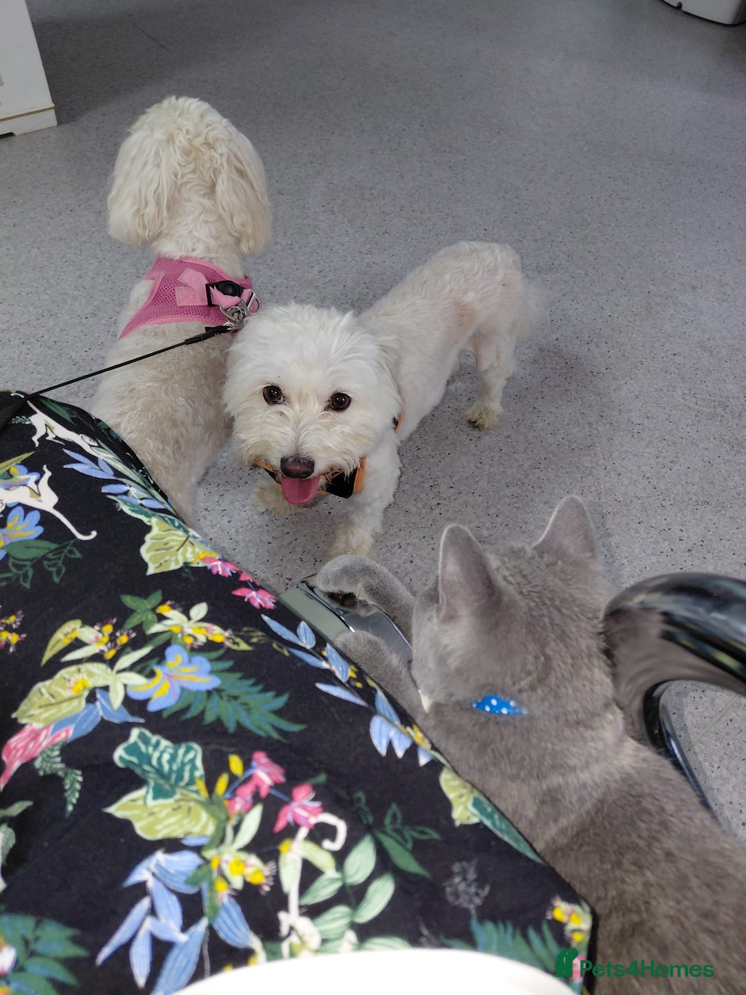 Bichon Frise dogs for adoption: ROMINA - a Beautiful Bichon Girl for a Loving Home - Image 3