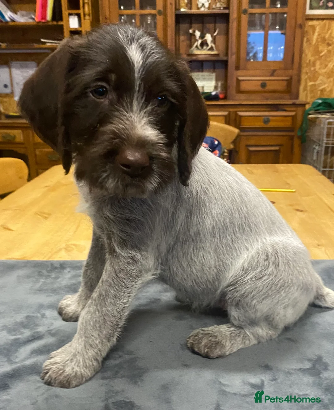 German Wirehaired Pointer dogs for sale: KC Registered German Wirehiared Pointer Pups - Advert 6