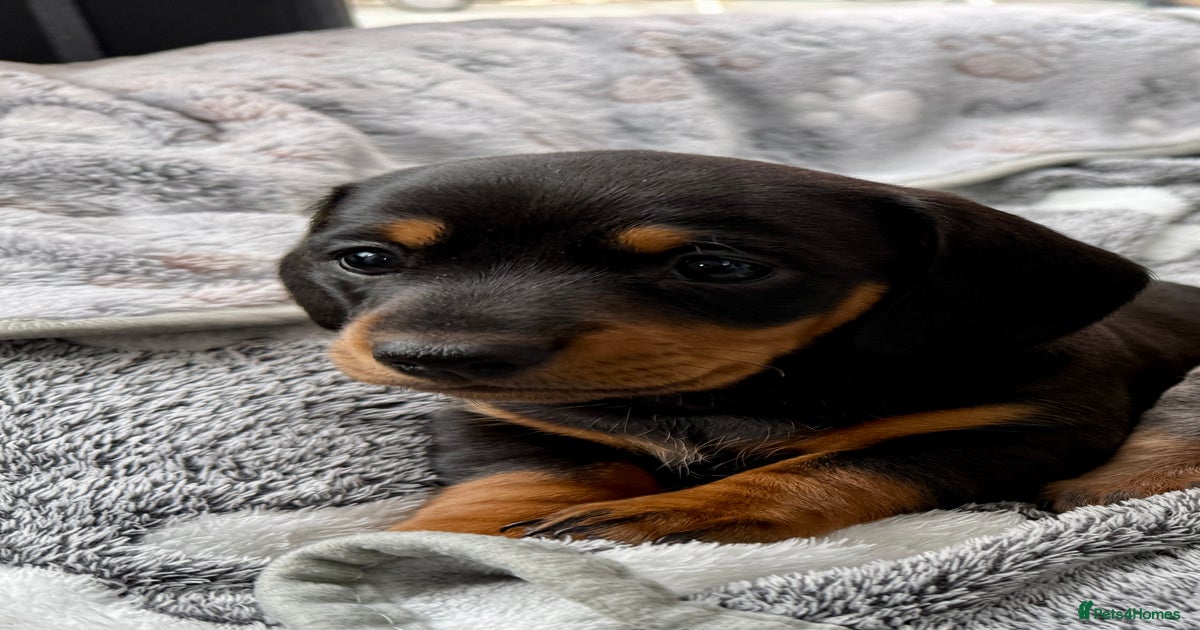 Puppy Rare Black Dog Breeds 132+ Thousand Black Terrier Royalty