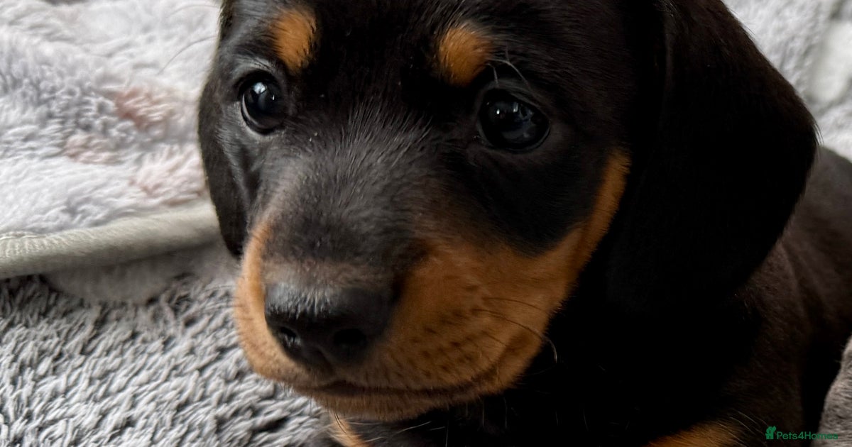 Puppy Rare Black Dog Breeds 132+ Thousand Black Terrier Royalty