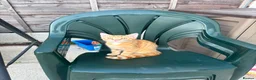 Mixed Breed cats for sale: Ginger Kitten litter in Manchester - Advert 12