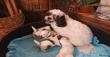 Mixed Breed dogs - Advert 2