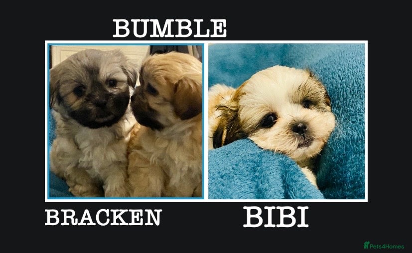 Shih Tzu dogs 🌟BUMBLE 🩷 BRACKEN 💙 & BIBI 💜 READY SOON🌟 - Advert 1