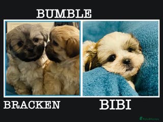 Shih Tzu dogs 🌟BUMBLE 🩷 BRACKEN 💙 & BIBI 💜 READY SOON🌟 - Advert 1