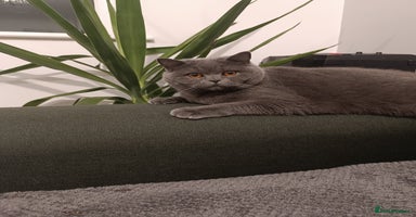 British Shorthair cats - Advert 3