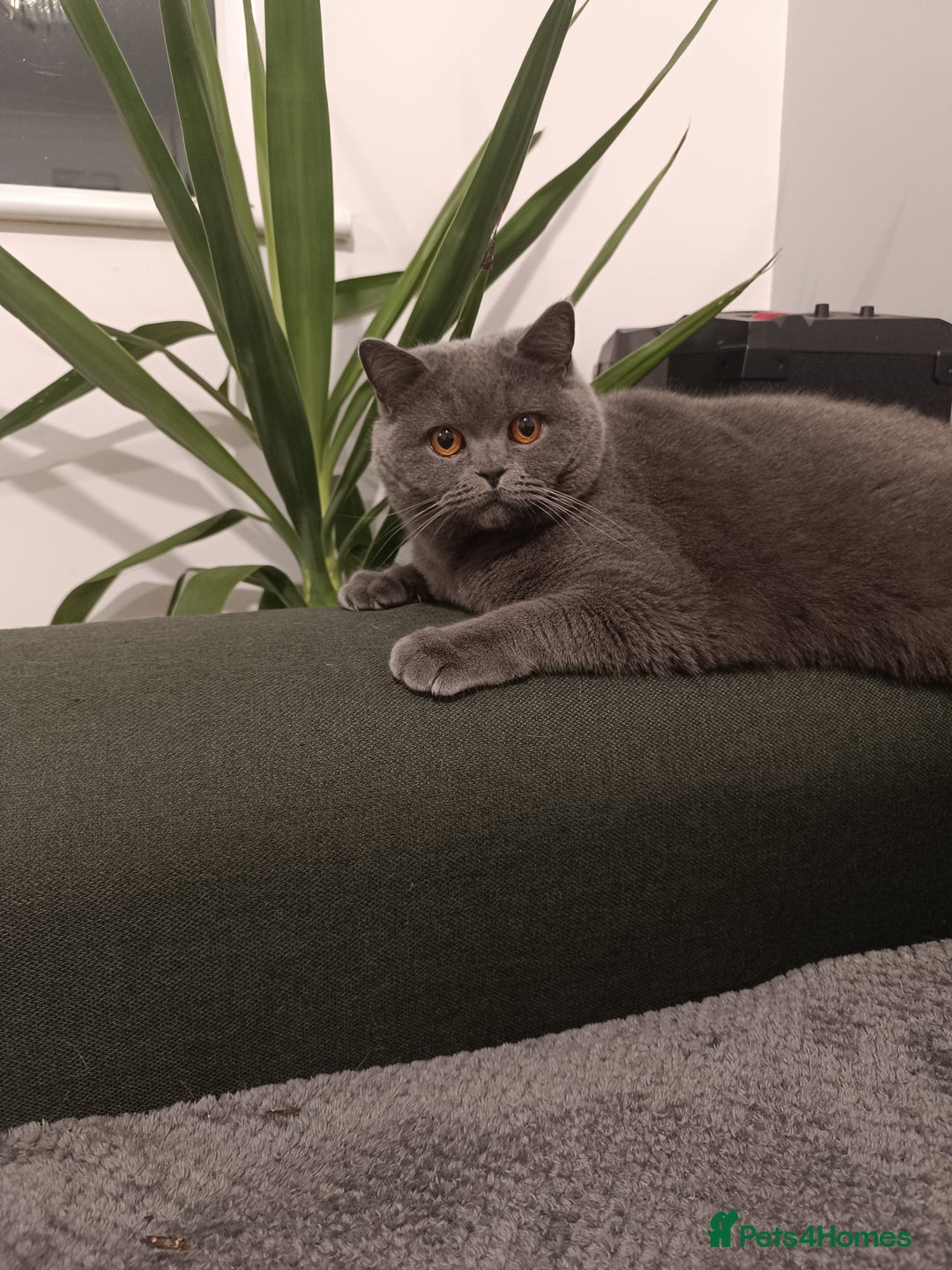 British Shorthair cats for sale: Looking rehomed my princess...  - Advert 2