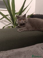 British Shorthair cats - Advert 4