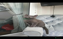 Russian Blue cats for sale: 5 Pure Pedigree Russian Blue Kittens *LAST MALE* - Image 12
