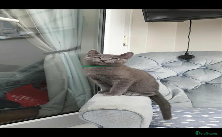 Russian Blue cats - Advert 2