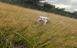 Mixed Breed dogs for sale: Gorgeous 1 yr old pup  - Image 2
