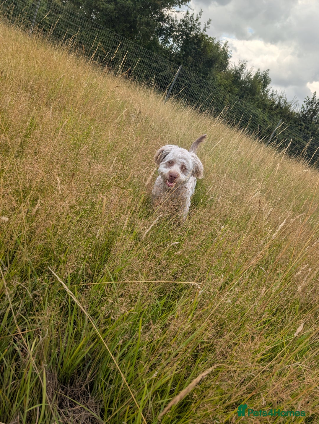 Mixed Breed dogs for sale: Gorgeous 1 yr old pup  - Image 2
