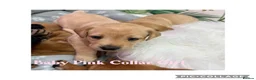 Labrador Retriever dogs for sale: Stunning Labrador Retriever Puppies  - Advert 24