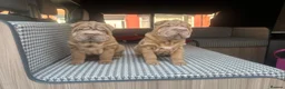 Shar Pei dogs for sale: beautiful shar pei girl  - Advert 11