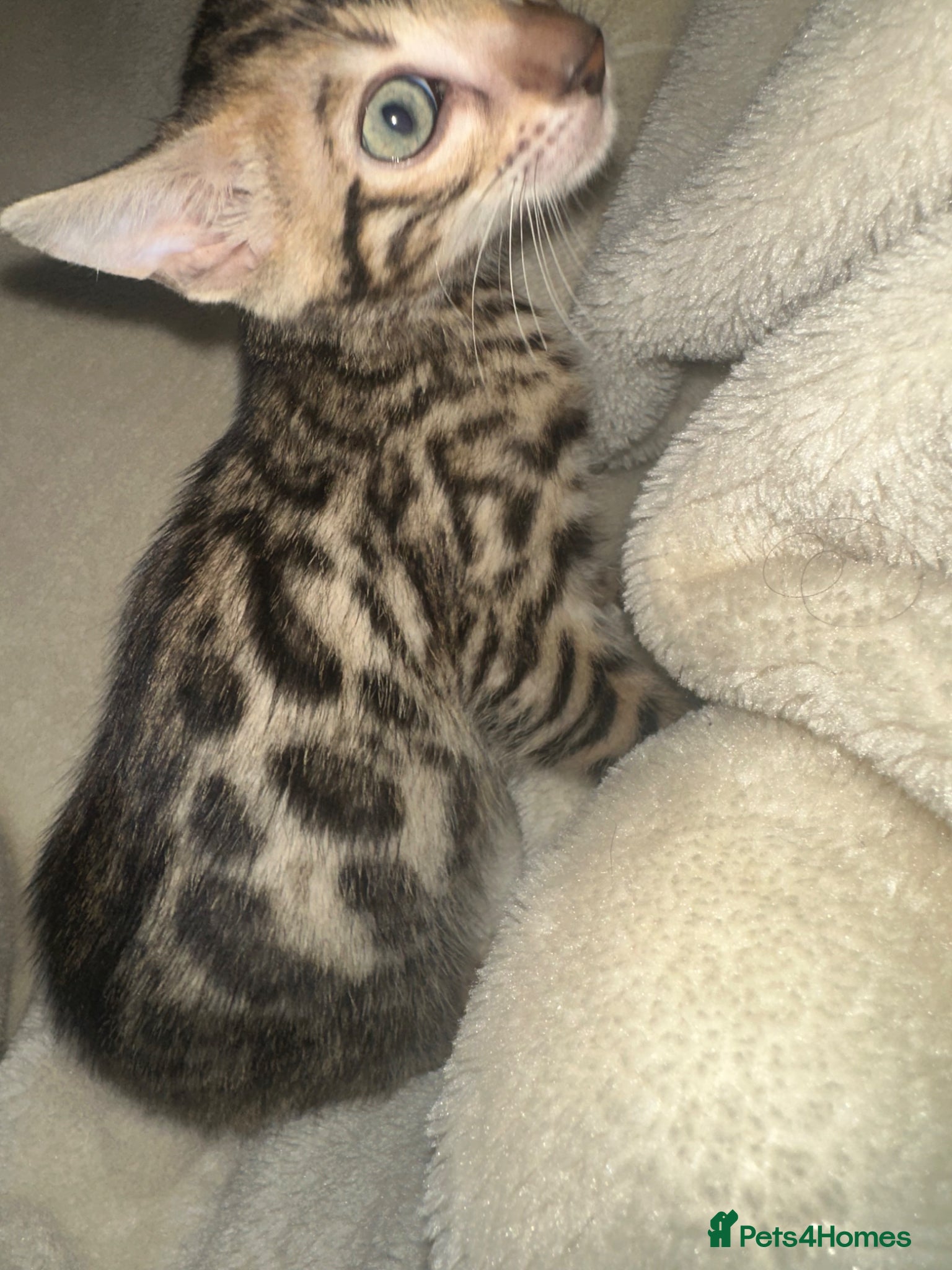 Bengal cats Pure breed Bengal kittens - Advert 2