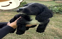 Cocker Spaniel dogs for sale: Cocker Spaniel Puppies  - Image 9