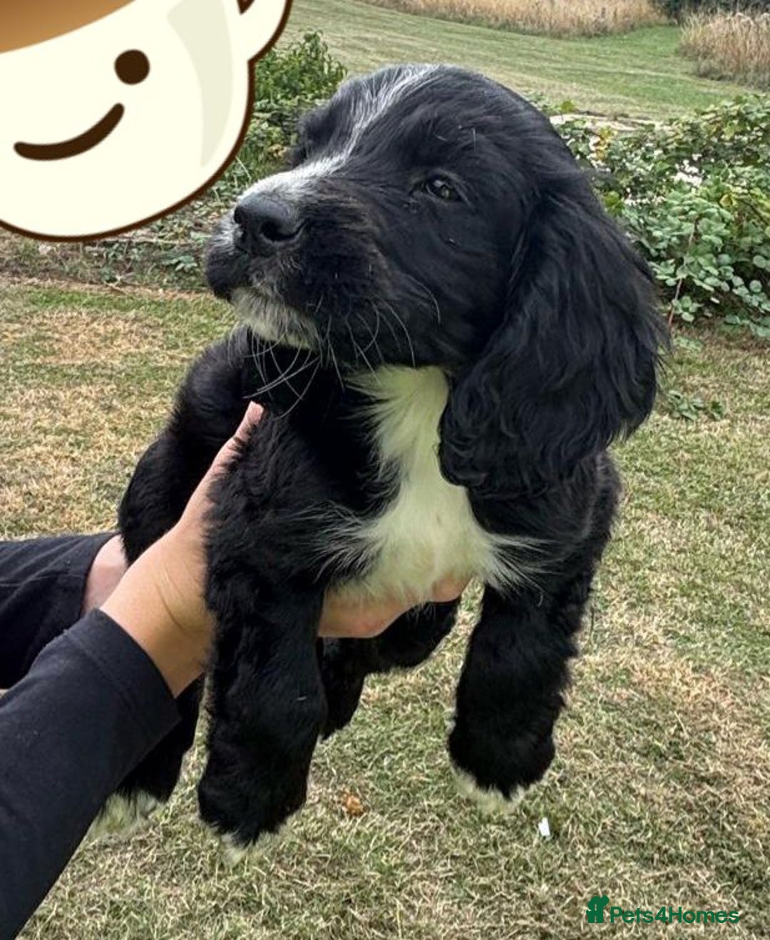 Cocker Spaniel dogs for sale: Cocker Spaniel Puppies  - Image 9