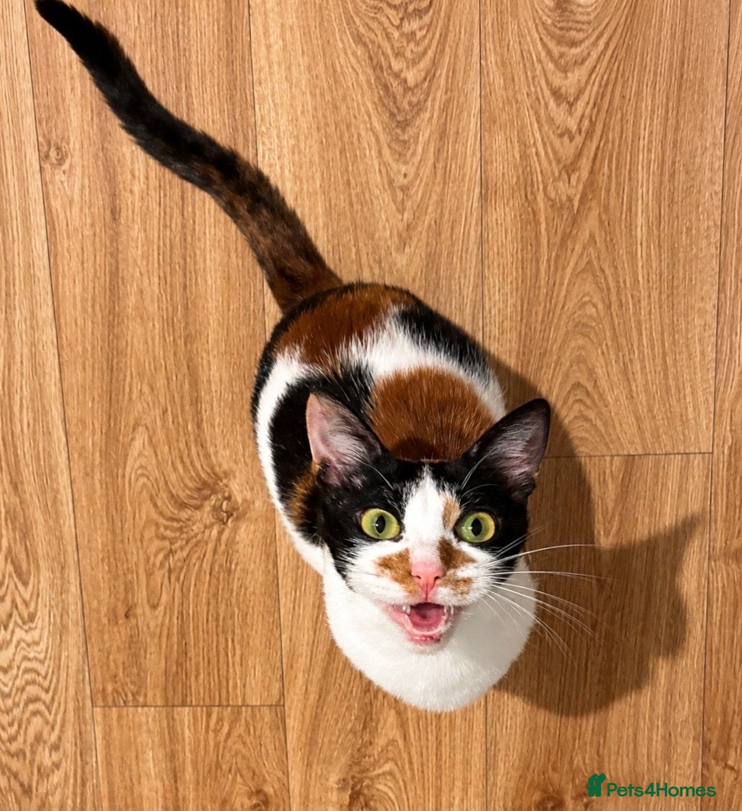 Arabian Mau cats for sale: Looking for loving home, with garden/safe roaming  - Advert 2