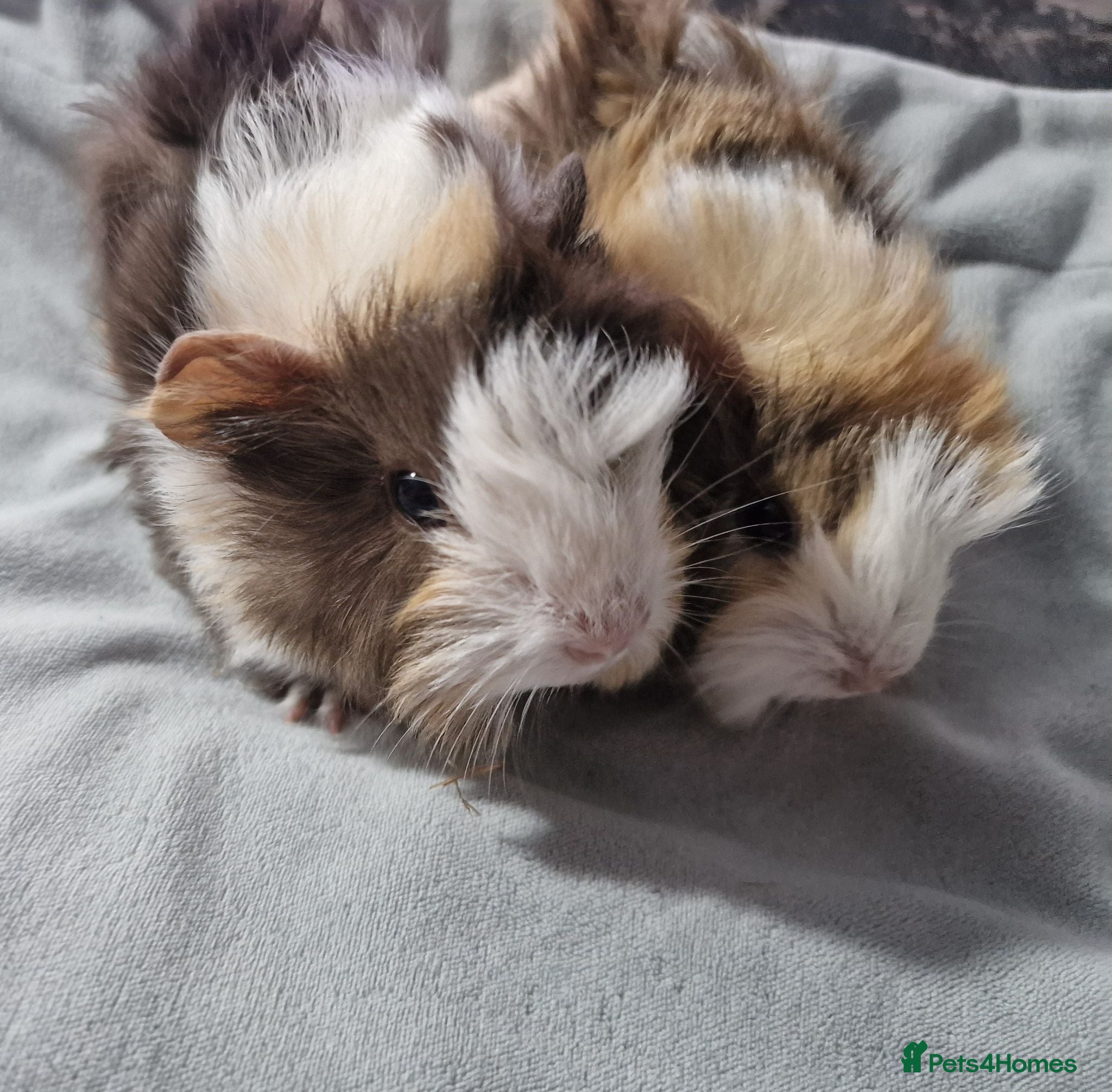 Guinea Pig rodents Abyssinian brothers - Advert 1