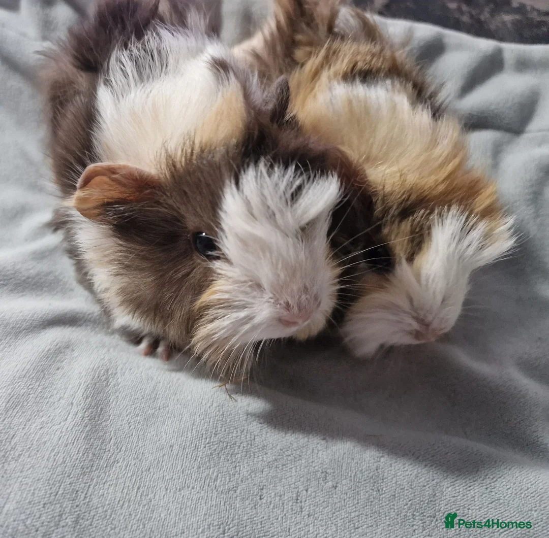 Guinea Pig rodents for sale: Abyssinian brothers - Advert 1