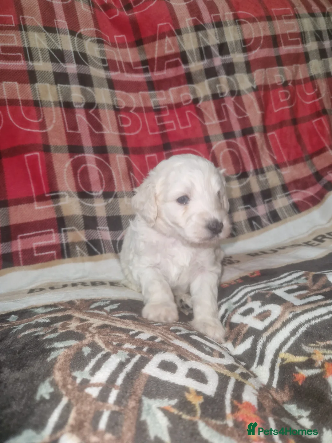 Labradoodle dogs for sale: F1b toy labradoodles - Advert 9