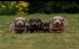 Miniature Dachshund dogs for sale: Miniature Dachshund Puppies  - Image 1