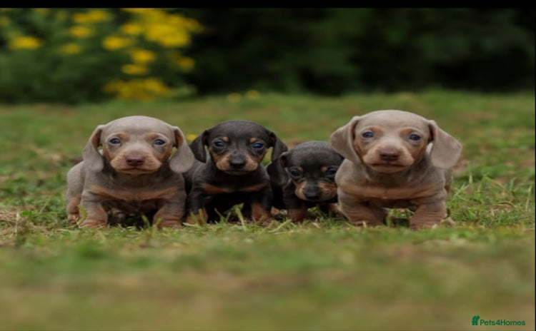 Miniature Dachshund dogs - Advert 2