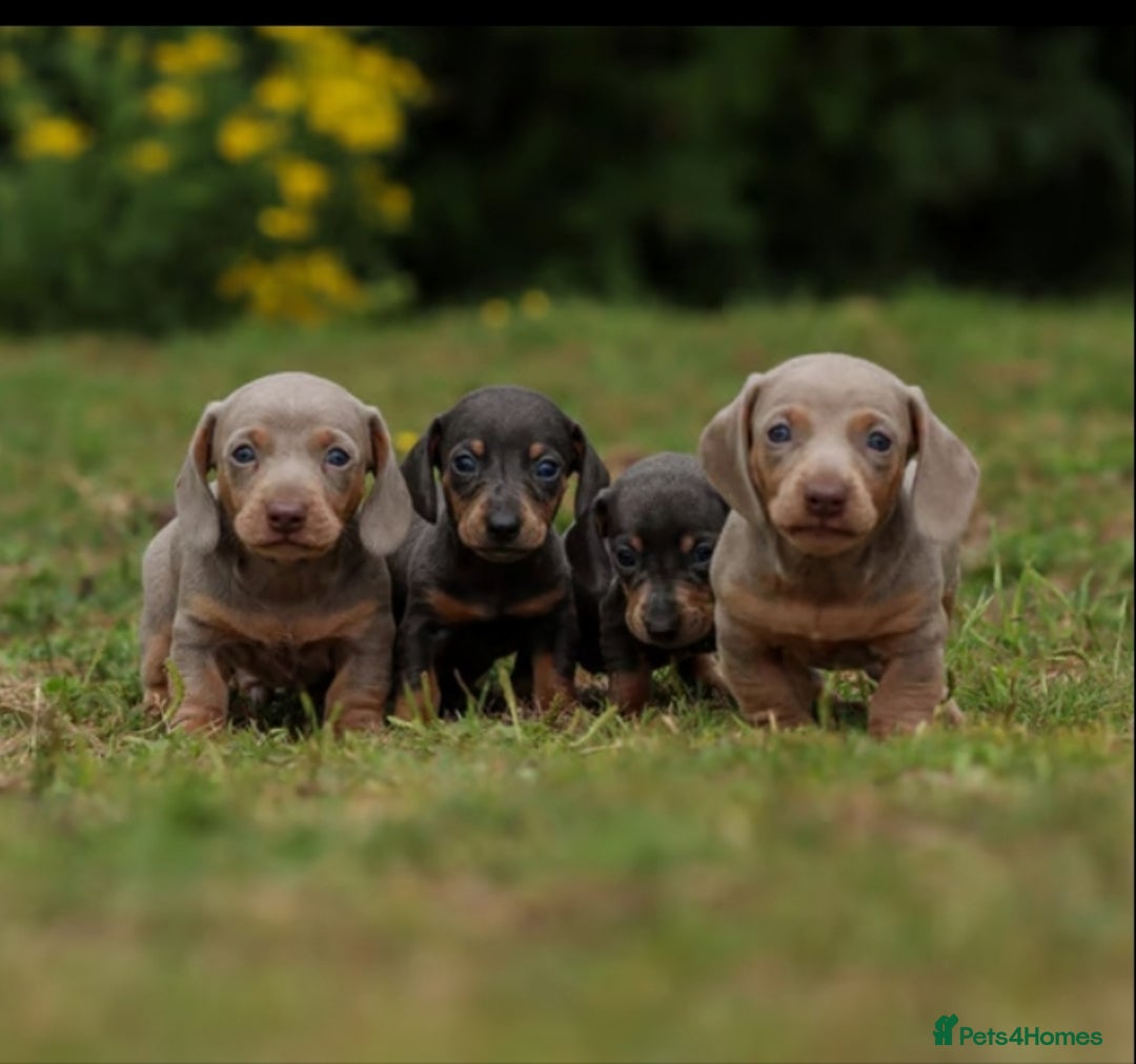 Miniature Dachshund dogs for sale: Miniature Dachshund Puppies  - Image 1
