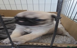 Pug dogs for sale: Pug puppies x3 girls left  - Advert 10