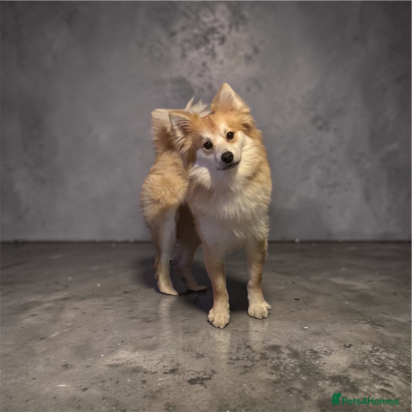 Pomeranian dogs Pomeranian for STUD  - Advert 14