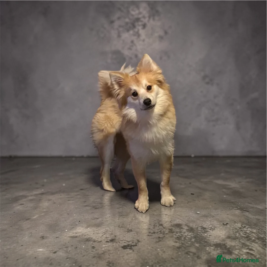 Pomeranian dogs for stud: Pomeranian for STUD  - Advert 1