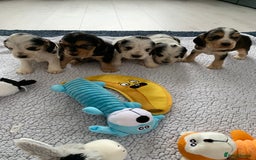 Cocker Spaniel dogs for sale: Health tested KC reg show type cocker spaniels  in Abergele - Image 7