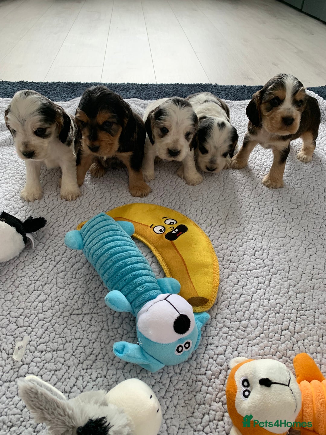 Cocker Spaniel dogs for sale: Health tested KC reg show type cocker spaniels  in Abergele - Image 7