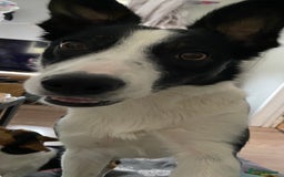 Border Collie dogs for sale: 7 border collie pups - Image 11