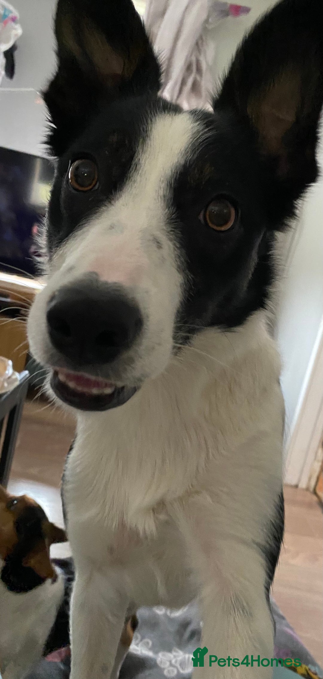 Border Collie dogs for sale: 7 border collie pups - Image 11